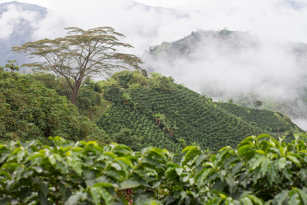 Plantage Colombia